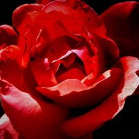 Красная роза... :: Наталья Бутырская