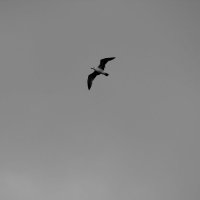 Морские птицы-1. :: Руслан Грицунь
