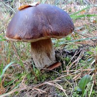 В праздник на Покров, после снега, холодов вырос царь лесных грибов.. :: Hаталья Беклова