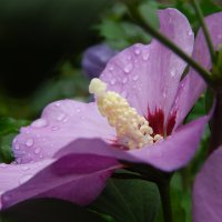 гибискус в каплях дождя :: lesia 