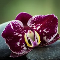 Орхидея на камнях :: Ирина Приходько