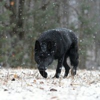 МОЯ,  СОБАКА... :: АЛЕКСАНДР ТРУХАЧЁВ