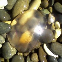 Медуза в холодной воде Черного моря :: Irina 
