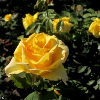 Жёлтые розы октября :: Нина Бутко