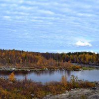 У берёз и сосен тихо бродит осень... :: Ольга 