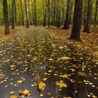 Вариации на тему Золотой Осени :: Андрей Лукьянов