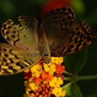 Бабуля  критская :: kolyeretka 