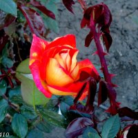 Октябрьские розы :: Нина Бутко