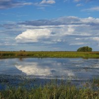 Лёт стрекозы :: Виктор Четошников