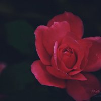 Таинственная роза :: Светлана Ширяева