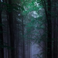 Таємничий буковий ліс :: Gleipneir Дария