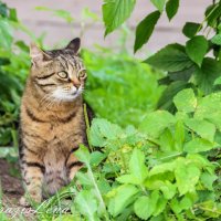 Серия " Швейцарский домик", Парк Кусково, Москва :: Елена Бразис