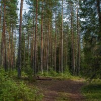 В Карельском лесу :: Надежда Попова