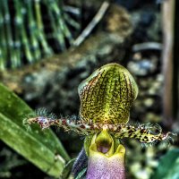 орхидея-волосатик :: Alexander Romanov (Roalan Photos)