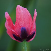 Flower :: Мари Шмакова