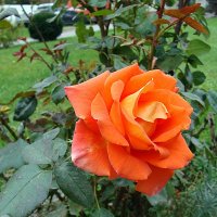 Осенняя роза :: laana laadas