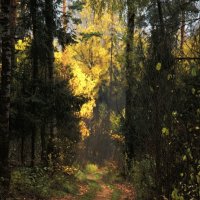 Золотая осень :: sergej-smv 