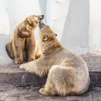 Полярный медведь :: Nn semonov_nn