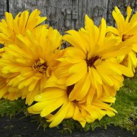 Солнечные цветы. :: nadyasilyuk Вознюк