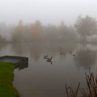Туманный Альбион: Гуси в тумане :: Дмитрий Сорокин