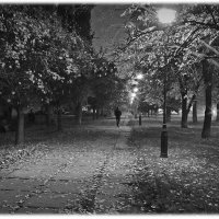 Черно-белая осень :: Evgeny St.