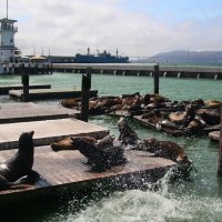 Лежбище калифорнийских морских львов :: lady-viola2014 -