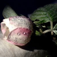 "цветок айвы" :: zuri kuprava