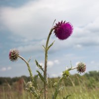 Сверху с приятным ароматом, снизу колючий :: Светлана 