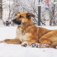Лежала на  снегу собака... :: Юрий Харченко