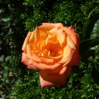 Розы в Никитском ботаническом саду. :: Наиля 