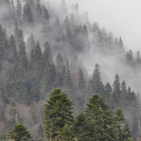 Домбай в непогоду Dombay in bad weather :: Юрий Воронов