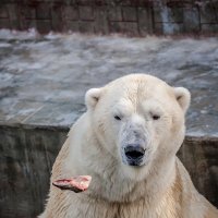 Кай :: Владимир Габов