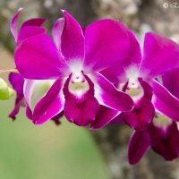 Тропическая орхидея :: Ekaterina Stafford