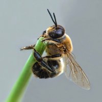 Пчела :: Александр Комарских