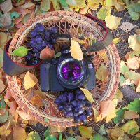 Фотоаппарат в винограде :: Владимир Марков