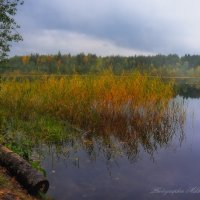 Тишина на озере :: Михаил Александров