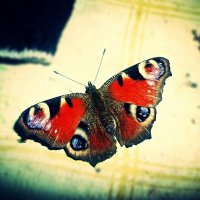 Бабочка :: Анастасия Дмитриева