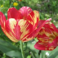 Красно-желтые тюльпаны :: Дмитрий Никитин