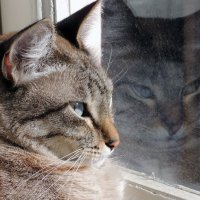 кошка  у окна :: владимир 