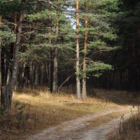 Лесными дорогами... :: Андрей Зайцев