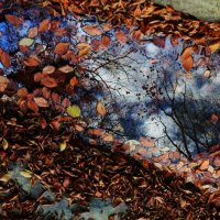 Осень краски разлила :: оксана косатенко 