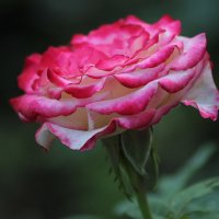 Розы моего сада :: И.В.К. ))