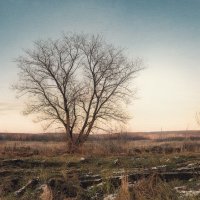 Одинокое дерево :: Андрей Зонин