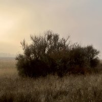 Осенние туманы... :: евгения 