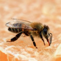 мед пчелы :: İsmail Arda arda