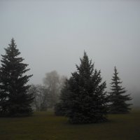 Голубые елочки туманным утром :: Денис Бугров 