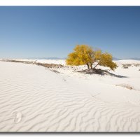 Пустыня в осени  ... :: CHAIKA '