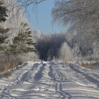 Зимняя дорога :: Светлана Медведева 