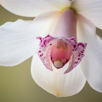 Орхидея цимбидиуим :: Ирина Приходько