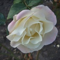 Ноябрьская роза :: Нина Корешкова